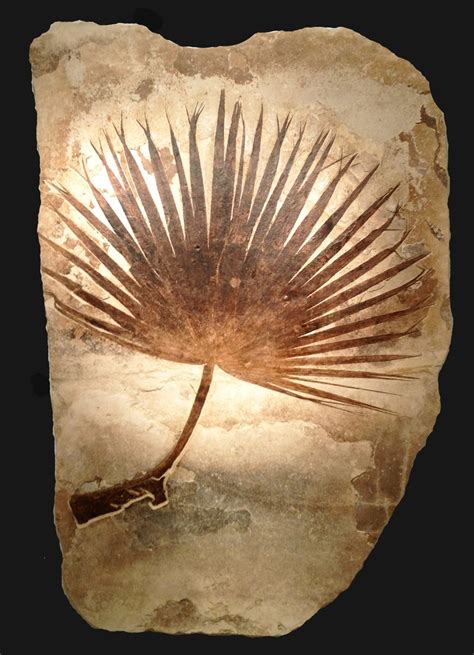 million year  palm fossil  leonard tourne gallery fossils