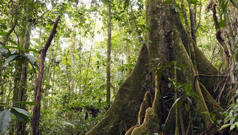 information   forest ecosystem sciencing