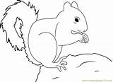 Squirrel Squirrels Mammals Getdrawings Designlooter sketch template