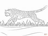 Cheetah Coloring Pages Printable Runs Color Supercoloring sketch template
