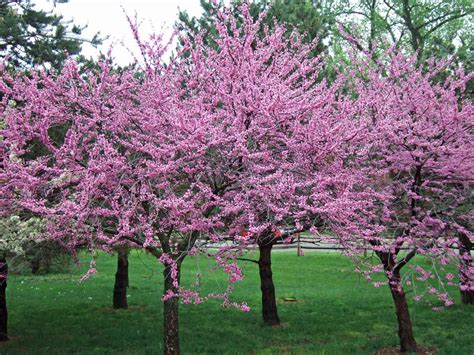 flowering trees  shrubs  adding color   yard  homes gardens