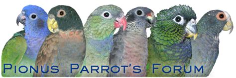 pionus parrots forum