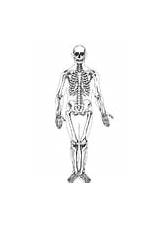Skelett Malvorlage Squelette Skelet Menselijk Mouth Esqueleto Gebroken Columna Vertebral sketch template