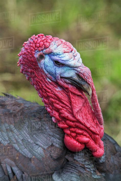 close   male turkeys head  bright red wattles  throat