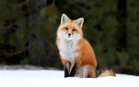 red fox red foxes wallpaper 40437478 fanpop