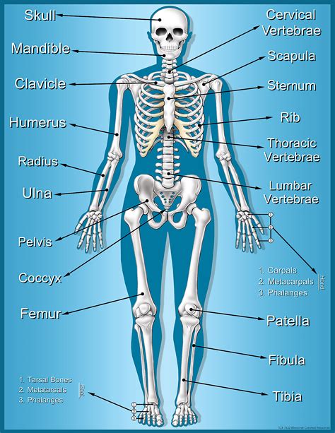 human skeleton diagram labeled
