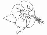Hibiscus Fleurs Coloriages Trouvé Delphinemananou Tuttodisegni sketch template