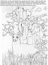Coloring Pages Deer sketch template