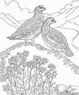 Partridge Perdrix Perdiz Malvorlagen Kuropatwa Colorkid Kolorowanki Pernice Colorier Fliegen Aves Kolorowanka sketch template