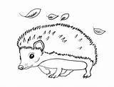 Hedgehog Igel Kostenlose öffnen Ausmalbild sketch template