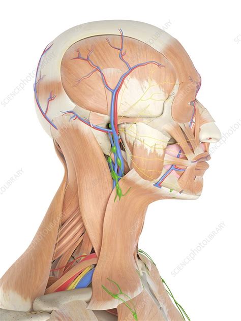 anatomy  human head illustration stock image  science photo library