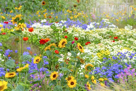 marie geisler summer garden flowers uk show stoppers alan titchmarsh