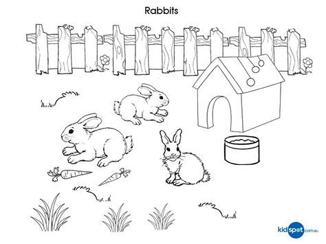 rabbit picture  colour coloring home