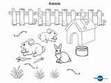 Rabbits Colouring Rabbit Coloring Pages Colour Bunny Clipart Pet Printable Print Popular Kids Library Coloringhome sketch template