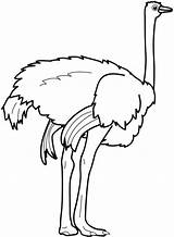 Ostrich Coloring Clipart Strong Feet Pages Clipartmag Getcolorings sketch template