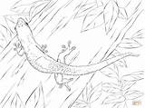 Gecko Brilliant Lizard sketch template