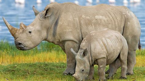 white rhino ceratotherium simum largest representative   family  rhinos wallpaperscom
