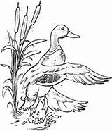 Duck Mallard Hunting Stamps Pyrography Ducks Colouring Svg Waterfowl Stampin Malvorlagen Carving Hunter Fluss sketch template