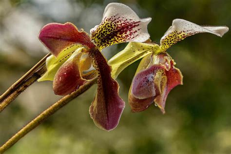 orchidee juzaphoto