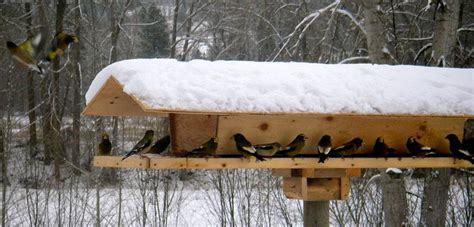 build  bird feeder    read