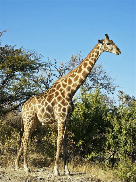 girafe caracteristiques physiques