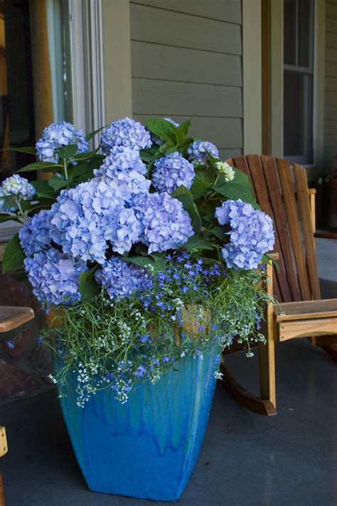 growing hydrangeas  pots traditional home potted plants patio