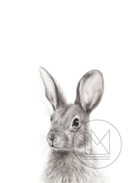 cottontail rabbit charcoal drawing  perfect   nursery