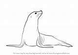 Seal Draw Drawing Step Zoo Animals Drawings Animal Sea Drawingtutorials101 Tutorials Lion Tutorial Learn Cards sketch template