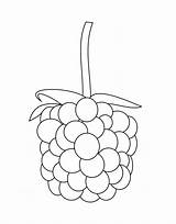 Amora Blackberry Frutas Zarzamora Colorironline Categorias Fruta sketch template
