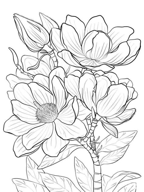 magnolia coloring pages