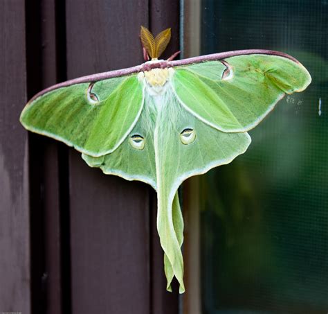 creature feature  mysterious luna moth cape elizabeth land trust