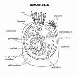 Celula Zellen Struktur Procariota Estructura Menschlichen Grafischen Hintergrund Farbigen Humana Depositphotos Anatomisch St3 Celulas sketch template