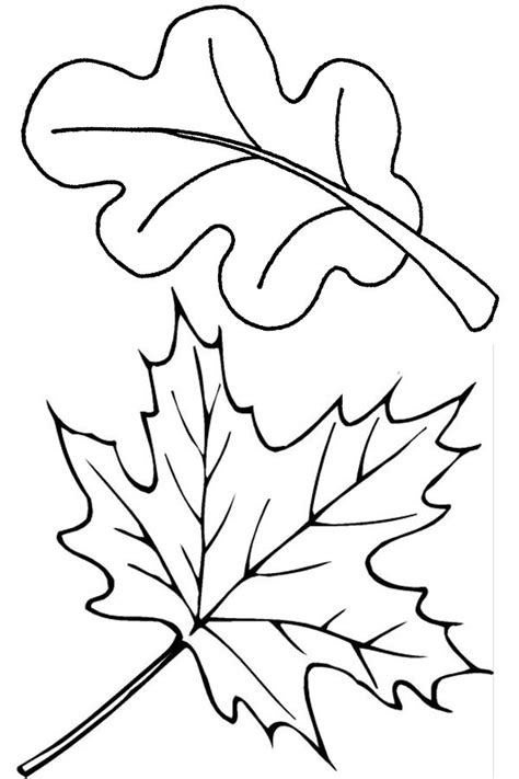 tree leaves coloring pages  kids  print
