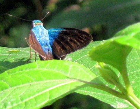 skippers moths swallowtails moth swallowtail blue