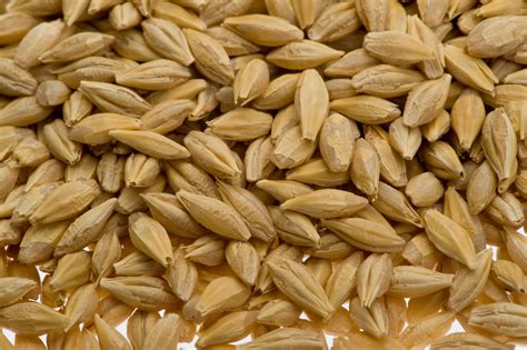 barley helps  prevent breast cancer