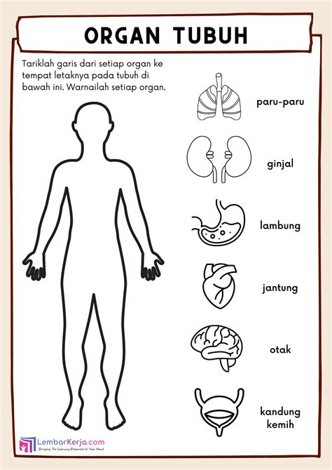 organ tubuh manusia  lembarkerjacom