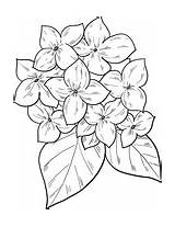 Hydrangea Hortensien sketch template