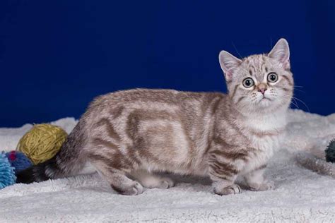 munchkin cat information cat breed facts pets feed