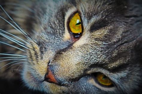 image  pixabay cat head cat face pet cats cat face