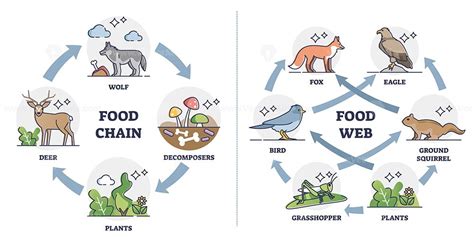 food chain  food web  ecosystem feeding classification outline diagram   food web