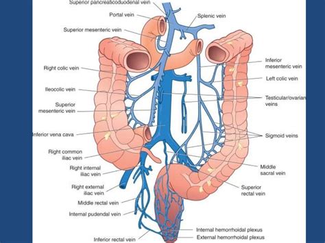 anatomia de colon