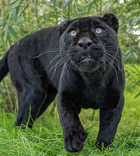 black jaguar series    big cat sanctuary  kent big