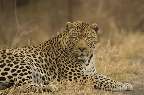 revealing  leopard photo gallery nature pbs
