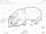 Dachs Ausmalbilder Badger Drawing Kinderbilder Kleiner Boden Am sketch template