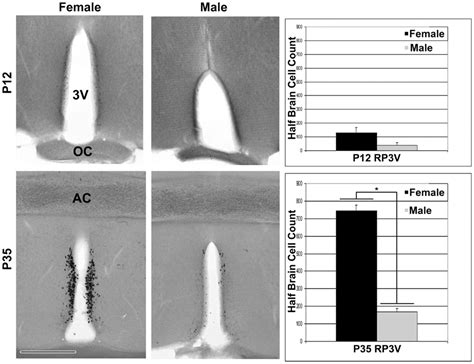 Frontiers Developmental Profile And Sexually Dimorphic Expression Of