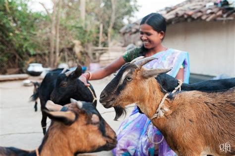 The Amazing And Empowering Impact Of Chickens And Goats Gfa Staff Writer