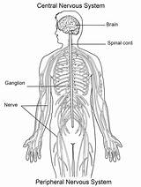 Nervous Sistema Nervioso Nervoso Peripheral Chessmuseum Supercoloring Cns Unlabeled Spinal Stampare Lymphatic Disegnare Identify sketch template