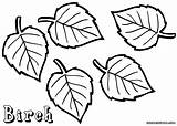 Birch Coloring Pages sketch template