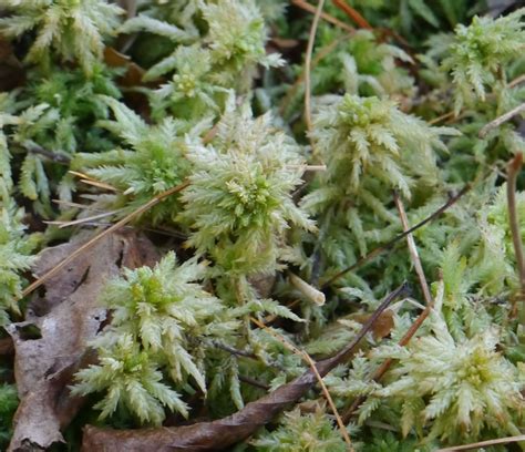 peat moss identify  plant