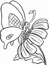 Butterfly Butterflies Schmetterling Ausmalbild Coloringhome sketch template
